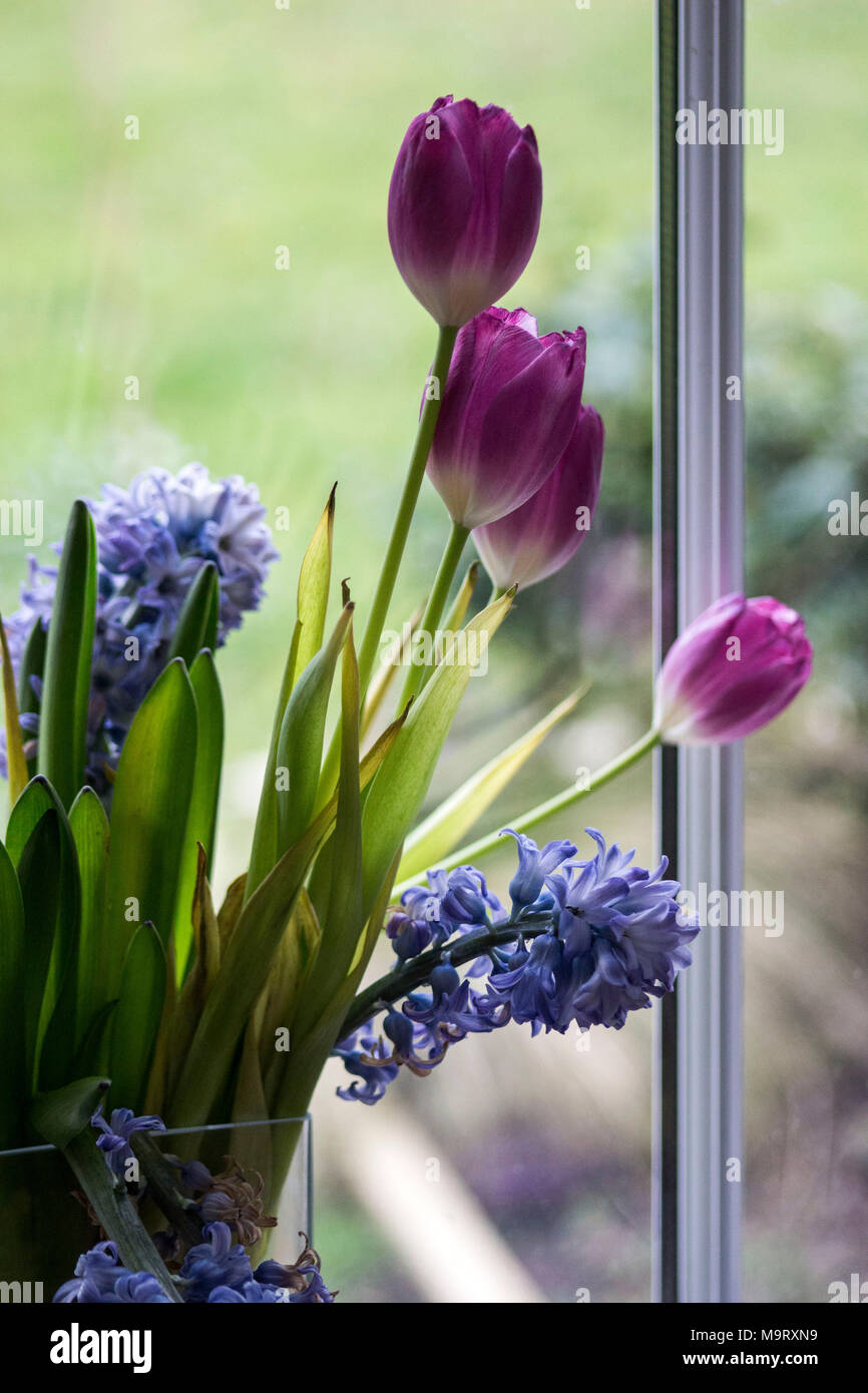 Les tulipes et jacinthes Fleurs dans un vase sur le rebord de fenêtre en face de verre, Yorkshire, UK Banque D'Images