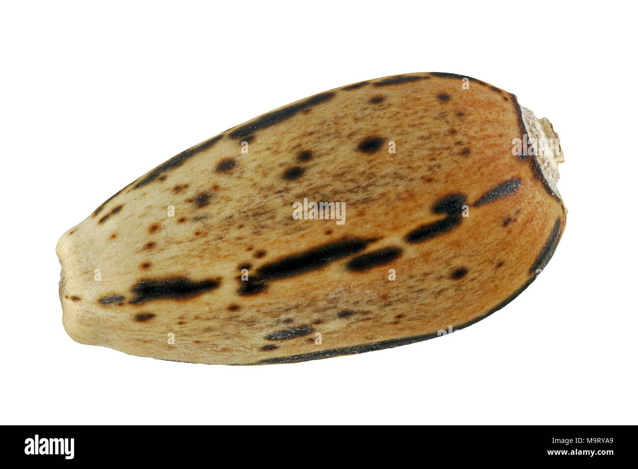 Cynara scolymus, l'artichaut, Artischocke, semences, Close up, le calibre des semences 8 mm Banque D'Images