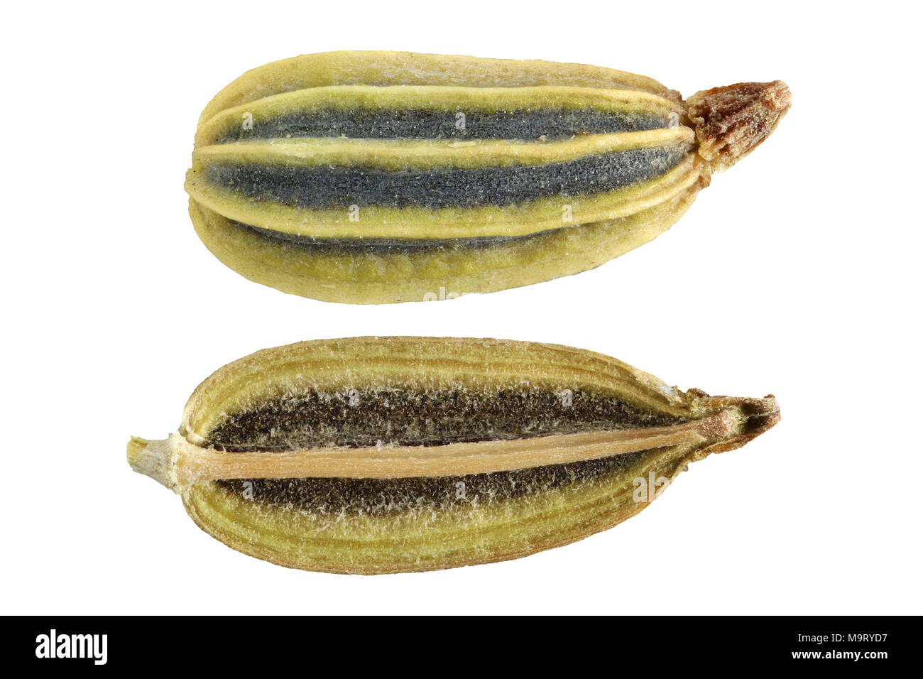 Foeniculum vulgare, le fenouil, l'Fenchel, seeds, Close up, la taille de la semence 5-9 mm Banque D'Images