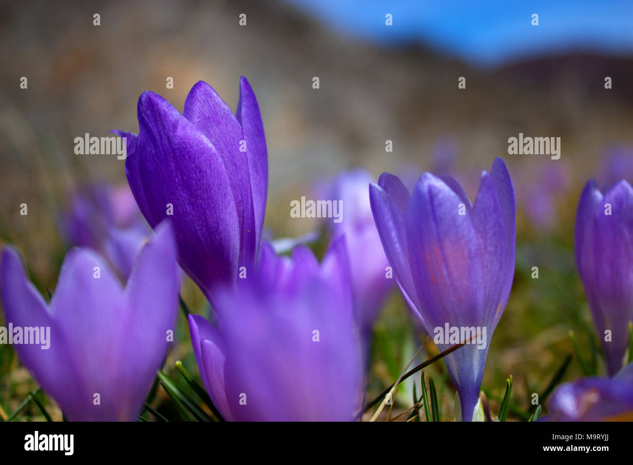 Crocus bulbe, première fleur du printemps après la neige Banque D'Images