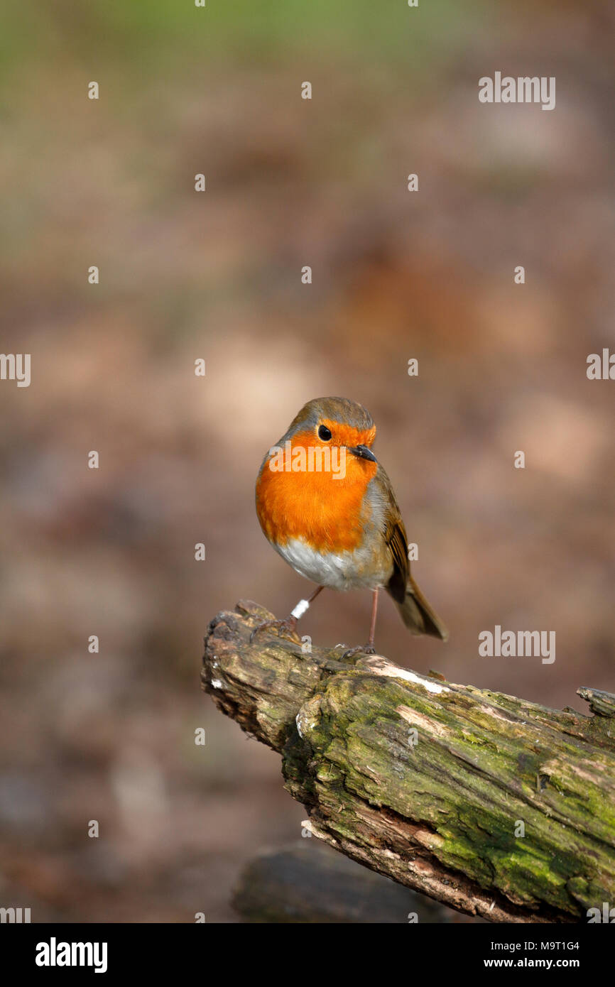 Robin européen, Erithacus rubecula aux abords, robin redbreast perché sur un arbre en putréfaction, England, UK. Banque D'Images