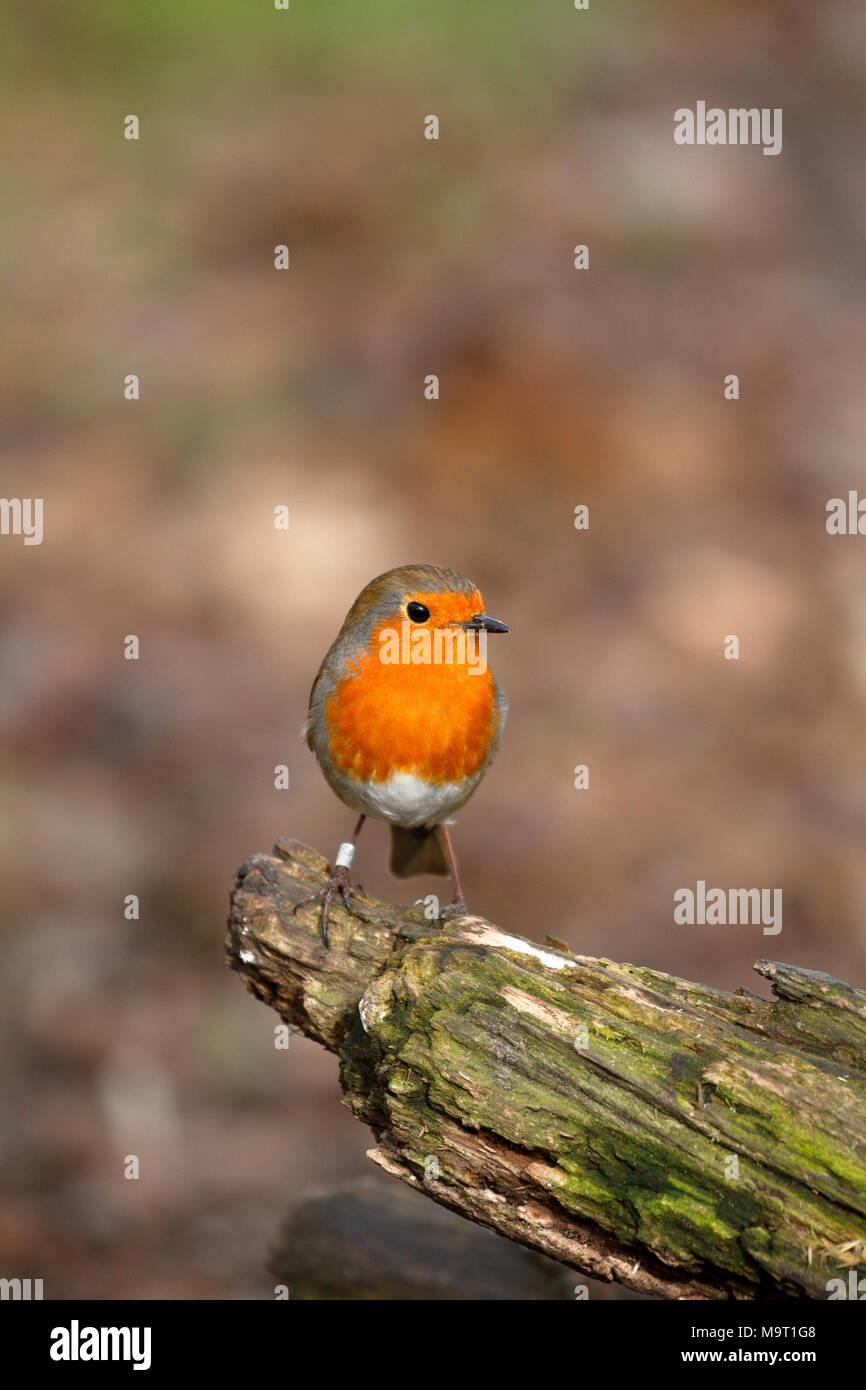 Robin européen, Erithacus rubecula aux abords, robin redbreast perché sur un arbre en putréfaction, England, UK. Banque D'Images