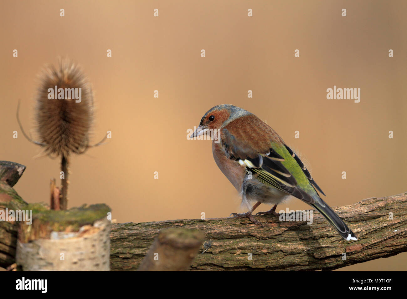 Chaffinch Fringilla coelebs, près d'une renoncule, England, UK. Banque D'Images