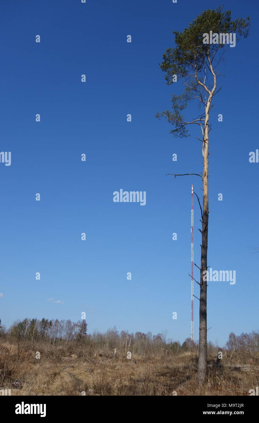 Grand pin arbre contre le mât Radio Olsztyn contre un ciel sans nuages Banque D'Images