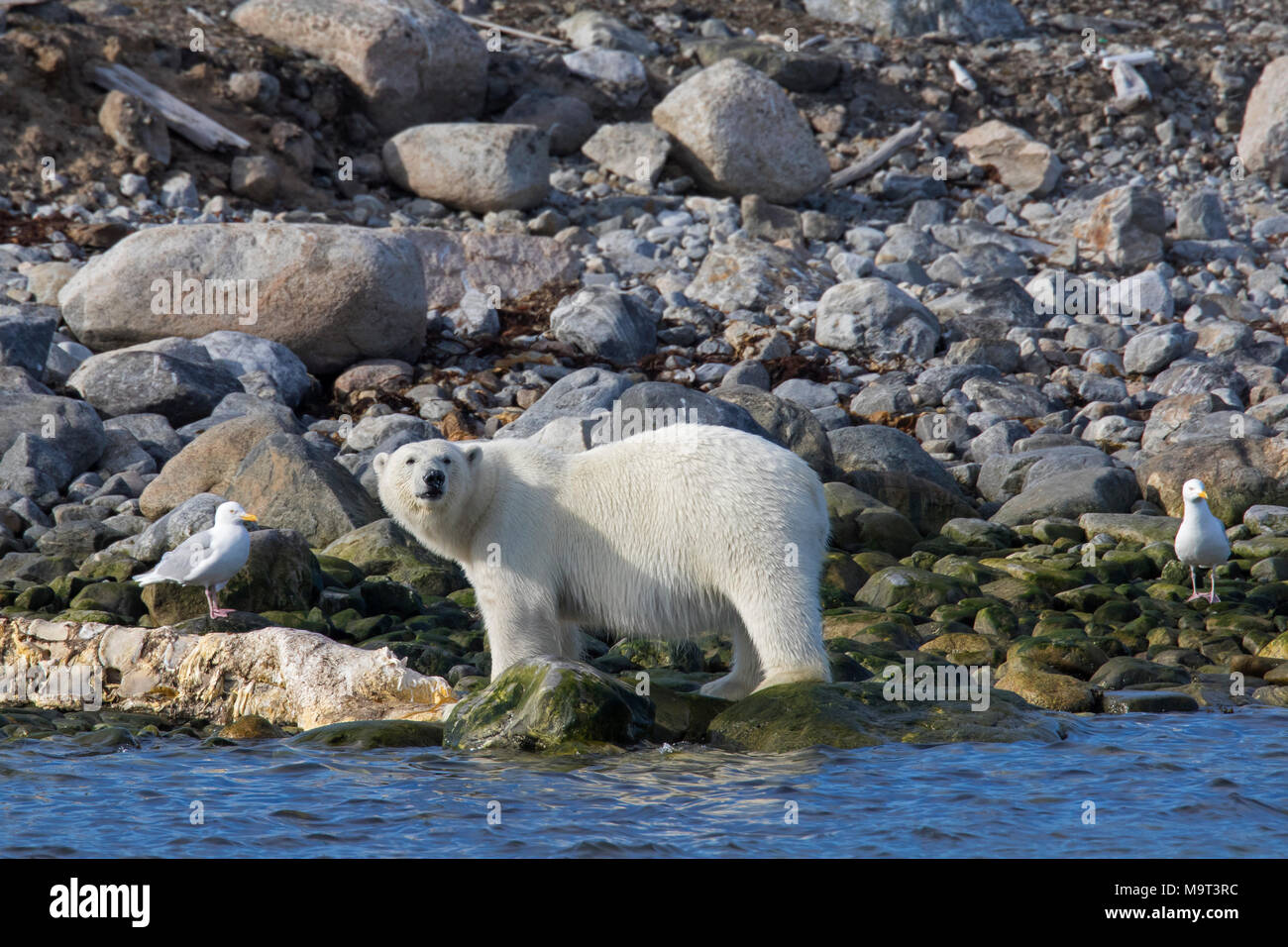 Les charognards polar bear (Ursus maritimus / Thalarctos maritimus) se nourrissant de carcasse de baleine morte échoués le long de la côte de Svalbard, Spitzberg, Norvège Banque D'Images