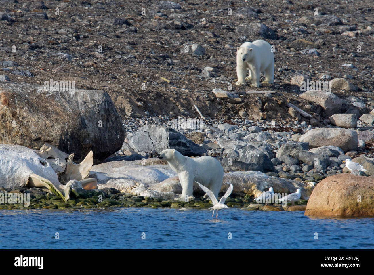 Deux ours polaires (Ursus maritimus / Thalarctos maritimus) se nourrissant de carcasse de baleine morte échoués le long de la côte de Svalbard, Spitzberg, Norvège Banque D'Images