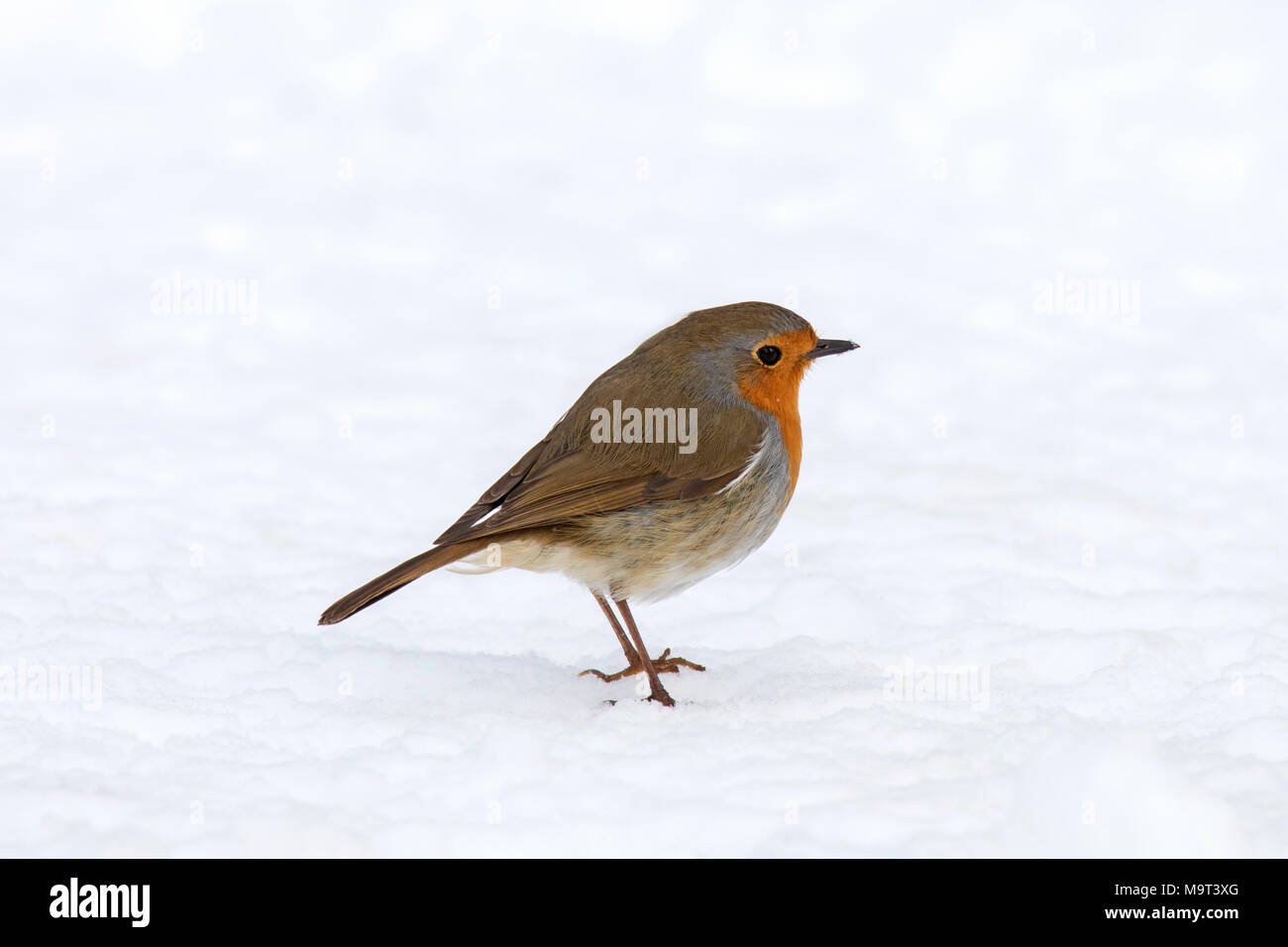 European robin (Erithacus rubecula aux abords de nourriture) sur le terrain dans la neige en hiver Banque D'Images