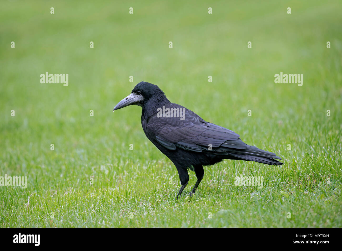 Corbeau freux (corvus frugilegus) se nourrissent dans les herbages / jardin pelouse Banque D'Images