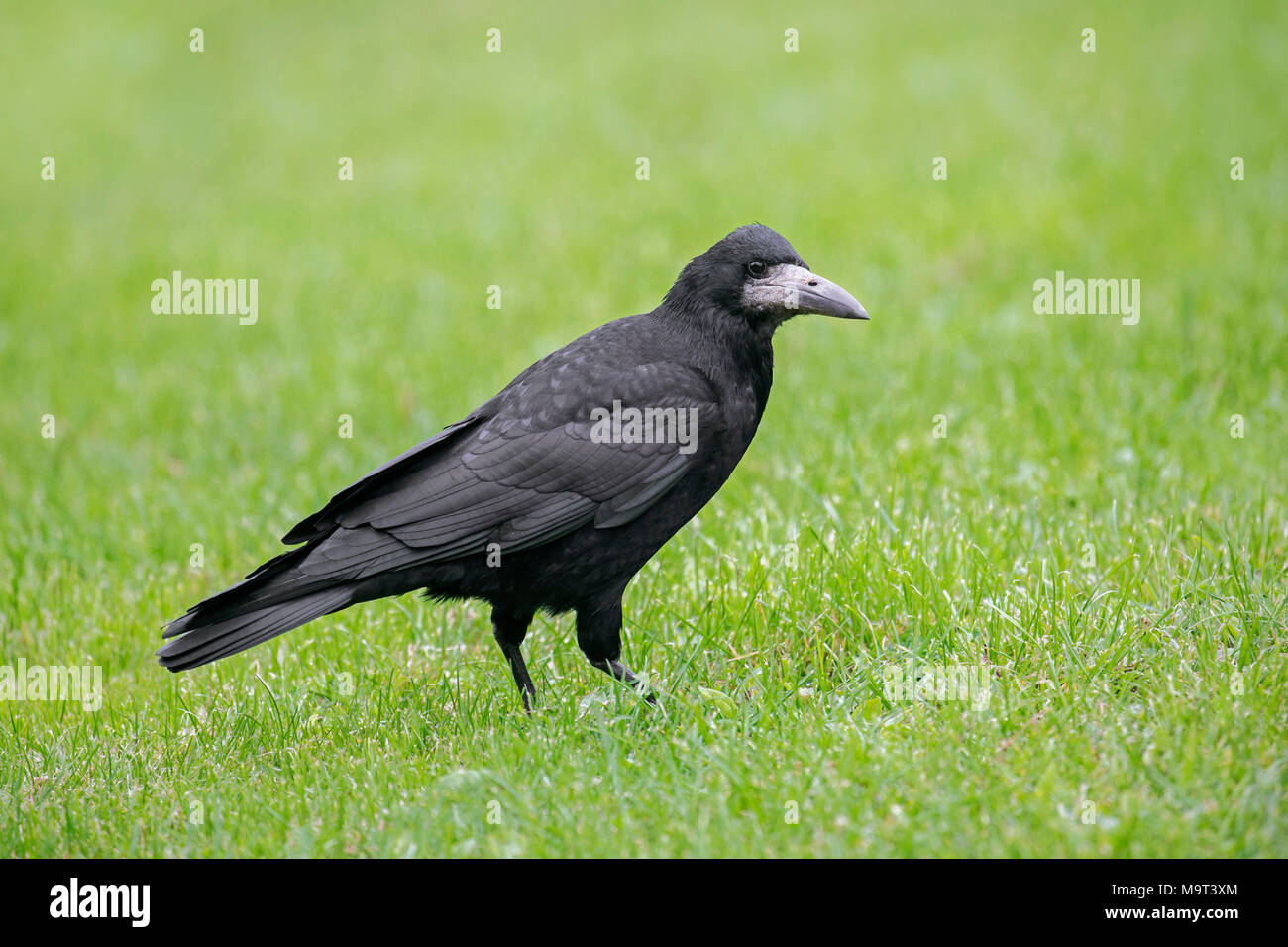 Corbeau freux (corvus frugilegus) se nourrissent dans les herbages / jardin pelouse Banque D'Images