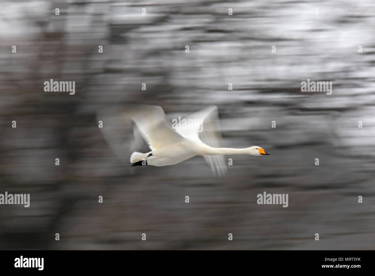 Motion blurred cygne chanteur (Cygnus cygnus) battant cours des arbres en hiver Banque D'Images