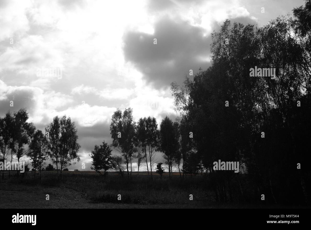 Les arbres poussent sur le bord du champ, Russie Banque D'Images