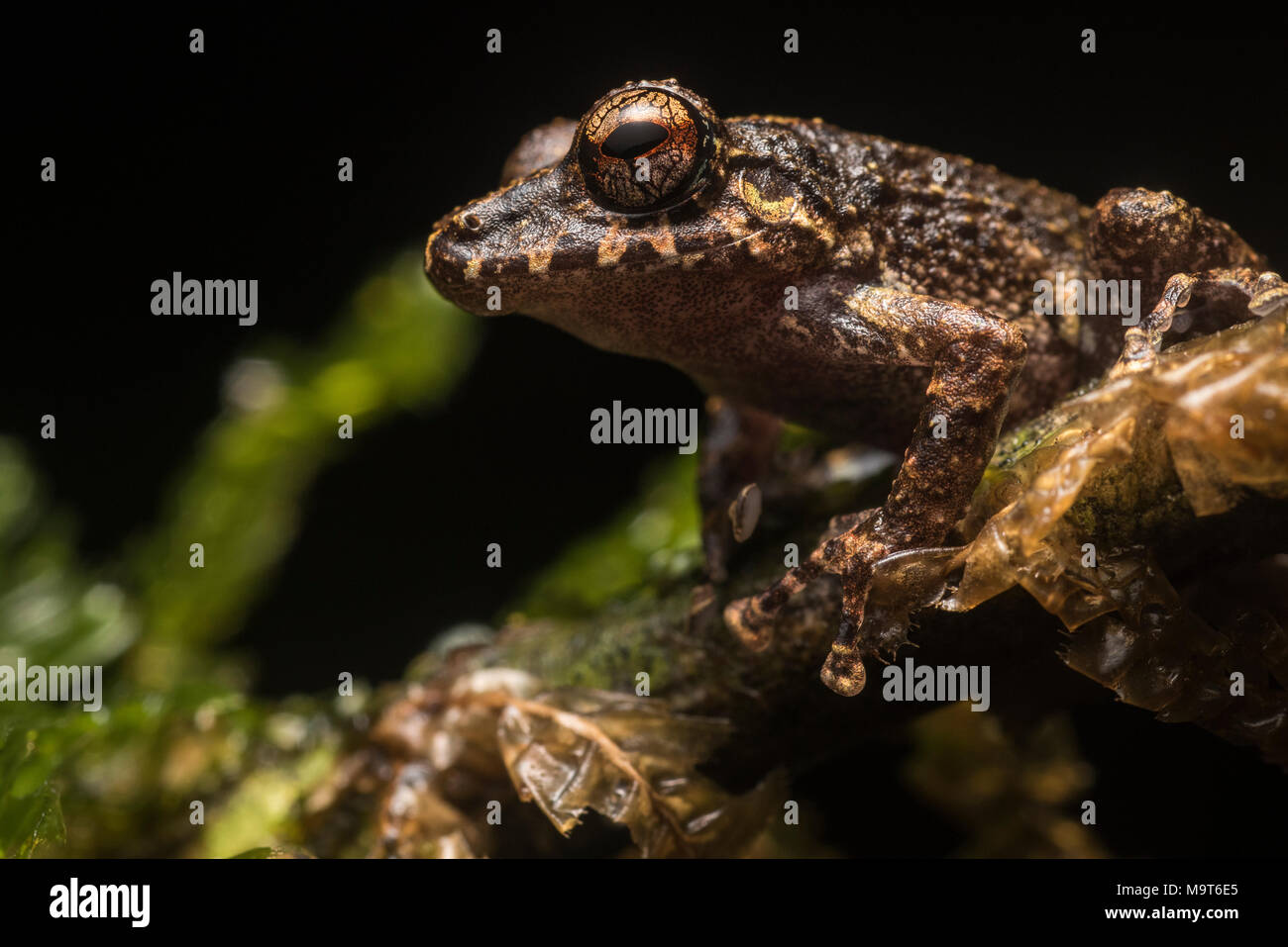 Une petite grenouille inconnue de la forêt de nuages du nord du Pérou, les forêts du Pérou chambre un nombre incalculable d'espèces dont beaucoup sont à découvrir. Banque D'Images
