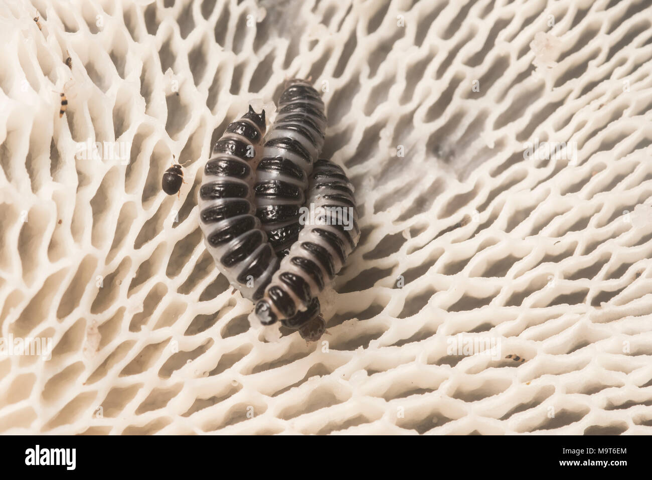 Les larves de coléoptères agréable de manger un champignon champignon qui a chuté à sol de la jungle péruvienne. Banque D'Images