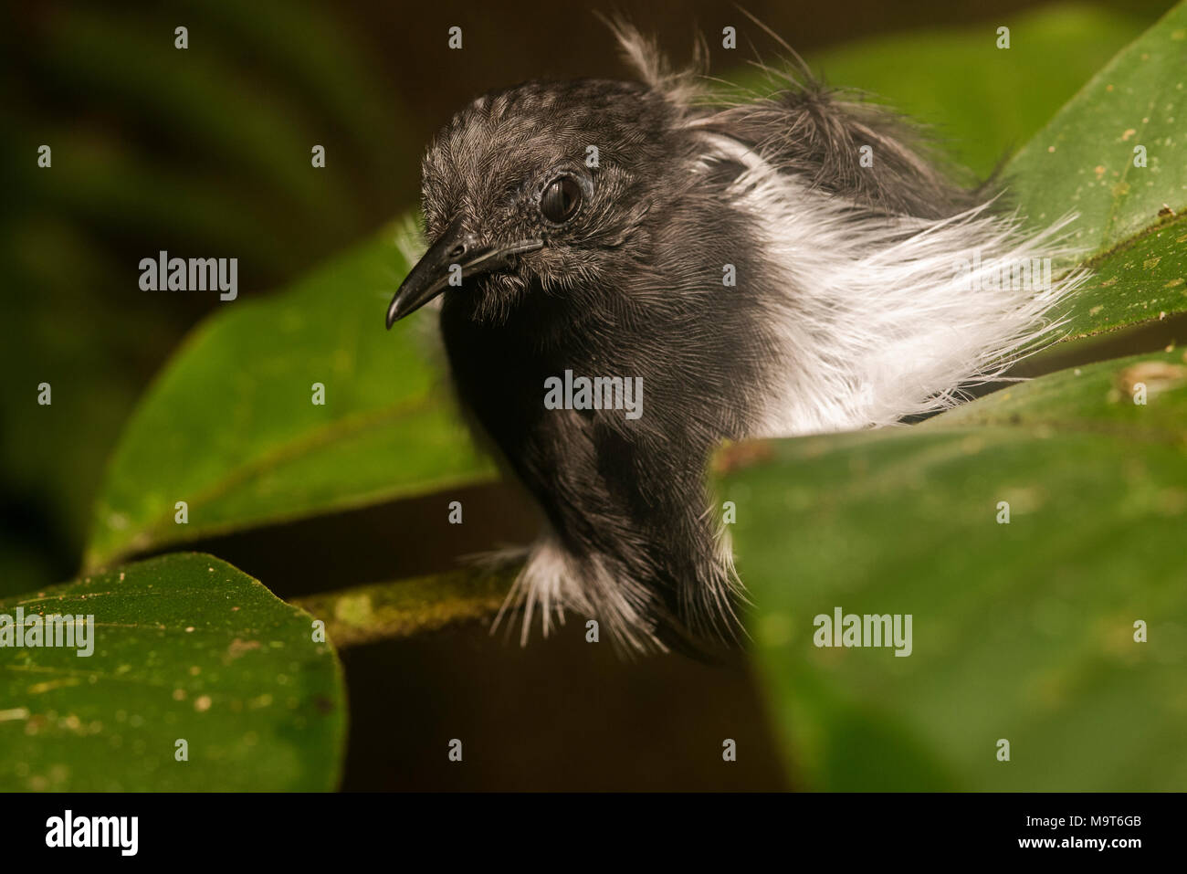 Un couchage au milieu du feuillage antbird dans la jungle sud-américaine. Banque D'Images