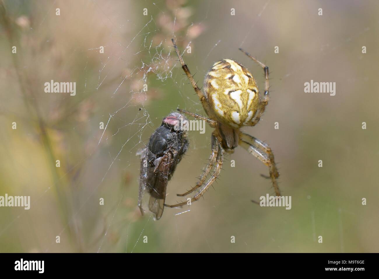 Orb weaver bordé (Neoscona adianta) avec mouche proie enveloppée de soie accroché dans son site web dans un bois ride, Voie verte le bois, Wiltshire, Royaume-Uni, juillet. Banque D'Images