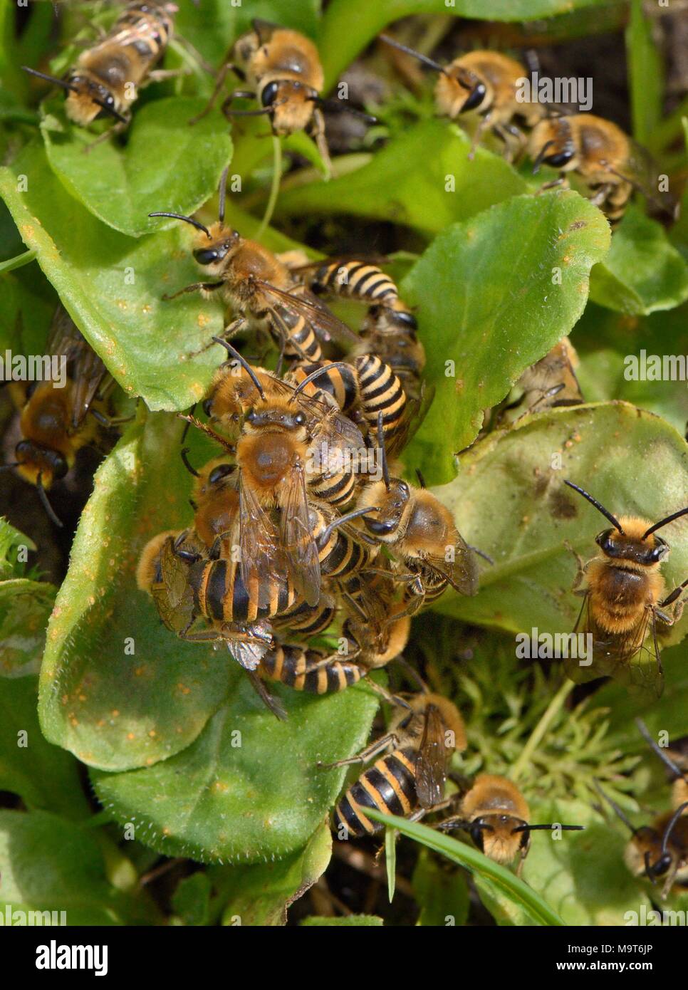 (Colletes hederae abeille Ivy) Balle de contact avec une masse d'hommes regroupés autour d'une femme de son terrier nouvellement émergés dans une banque, Wiltshire jardin herbeux Banque D'Images