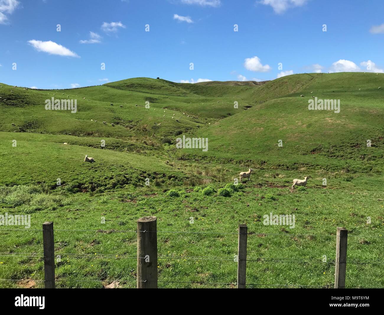 Vue sur la campagne en Nouvelle-Zélande Banque D'Images