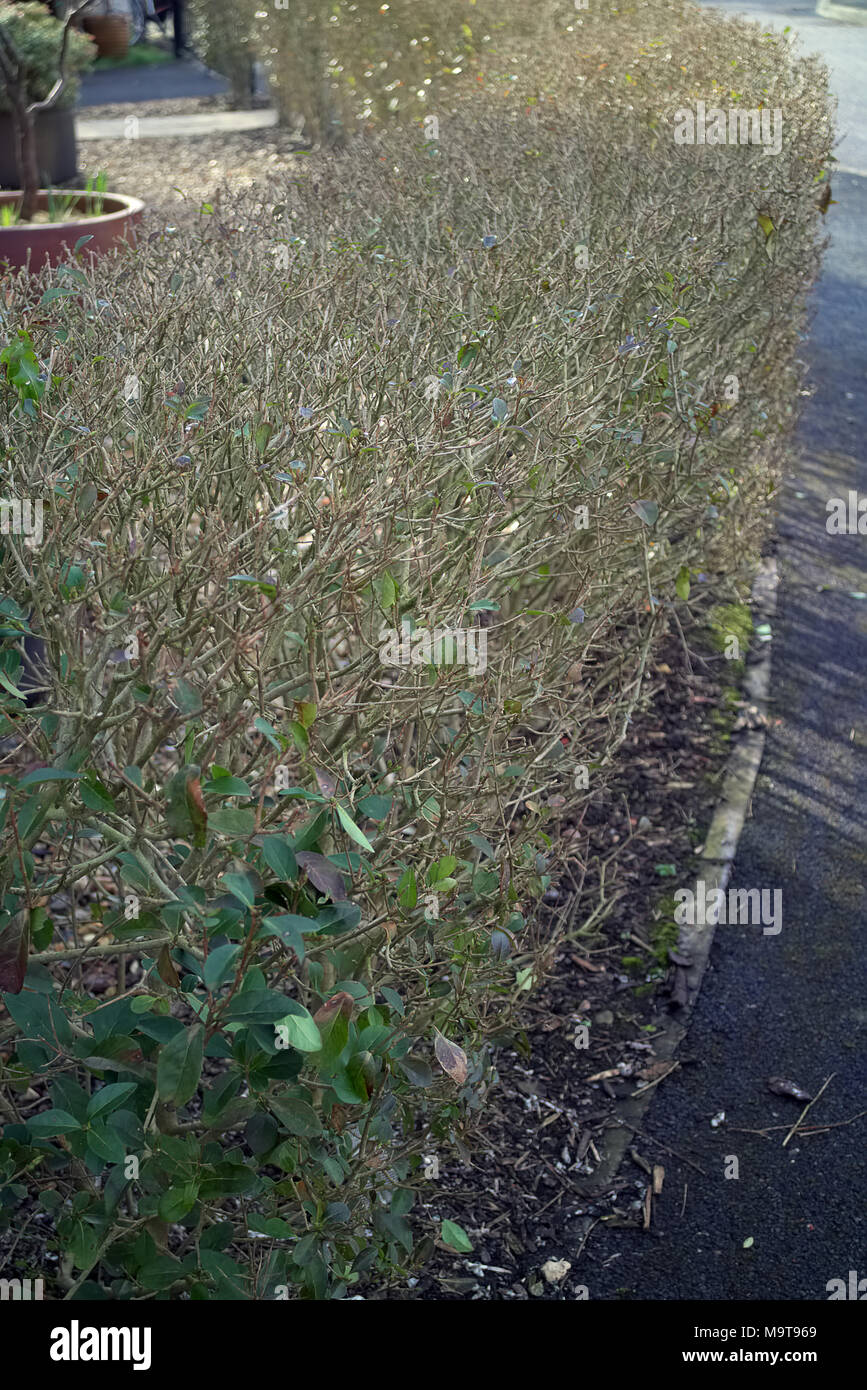 L'usine ne va pas Ptivet et vous aurez une pas une haie - Ligustrum vulgare Banque D'Images