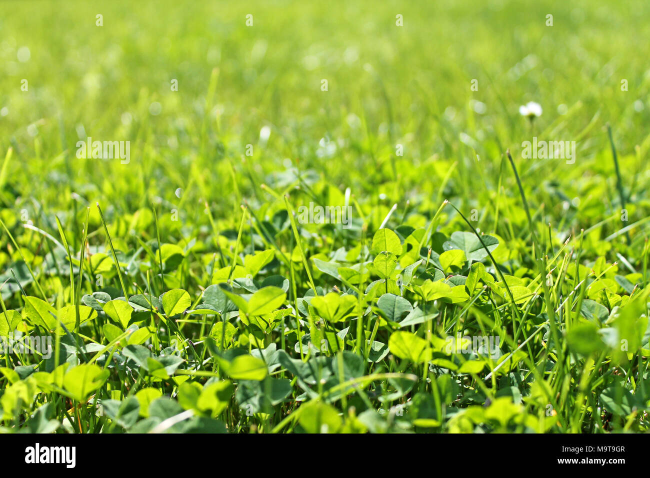 Arrière-plan de trèfle close up. Arrière-plan de printemps Banque D'Images