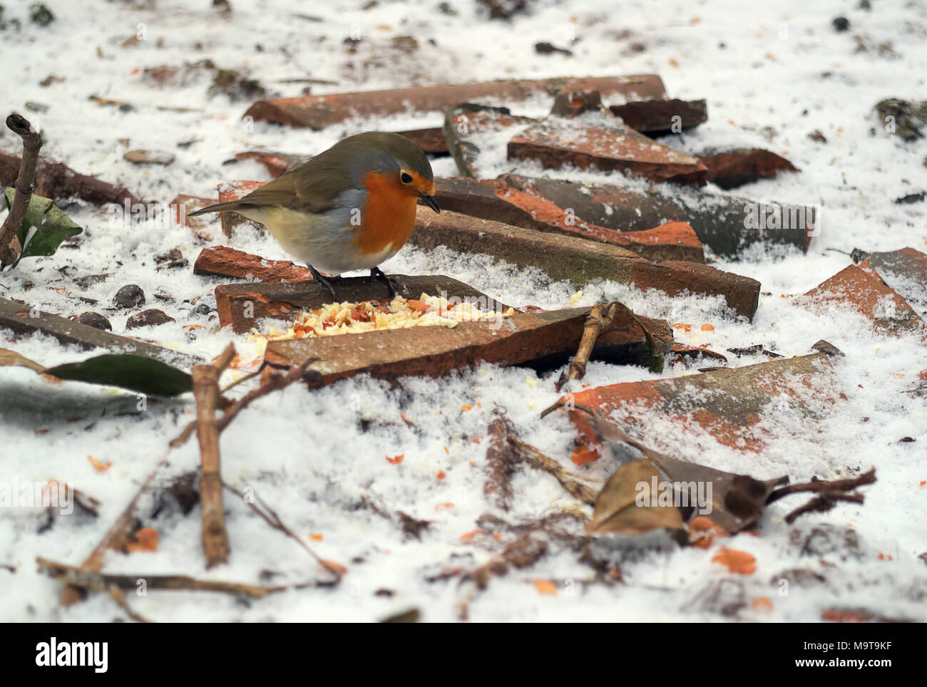 Erithacus rubecula aux abords Robin Banque D'Images