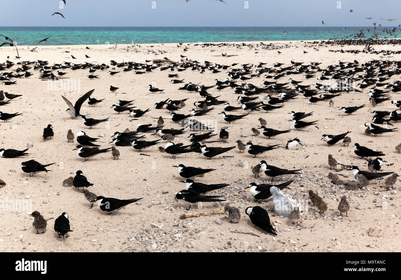 Une grande colonie d'oiseaux sur Michaelmas Cay, composé principalement de sternes fuligineuses et de sternes à crête Banque D'Images
