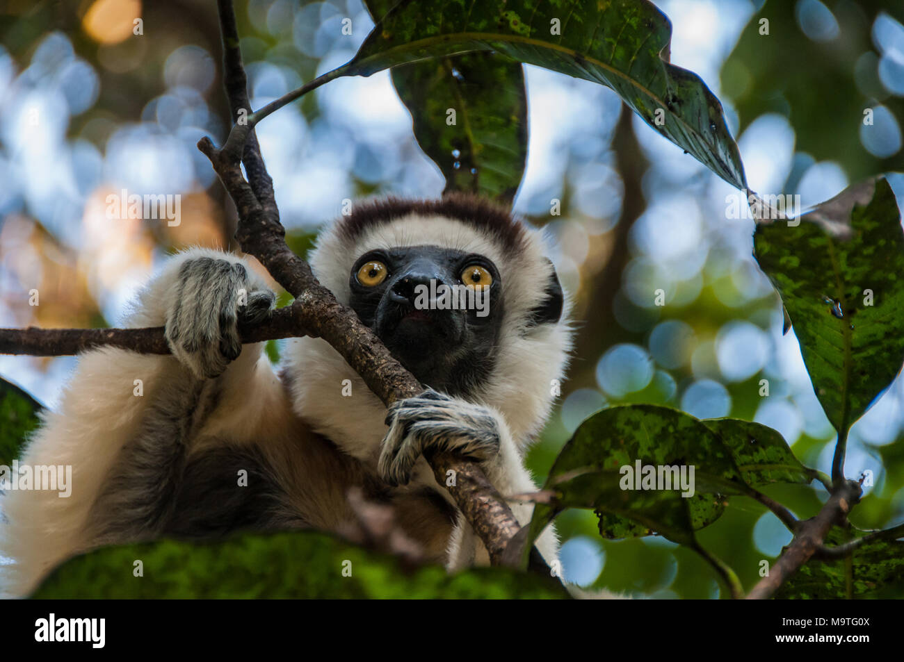 Sifaka Lemur dans les branches d'un arbre Banque D'Images