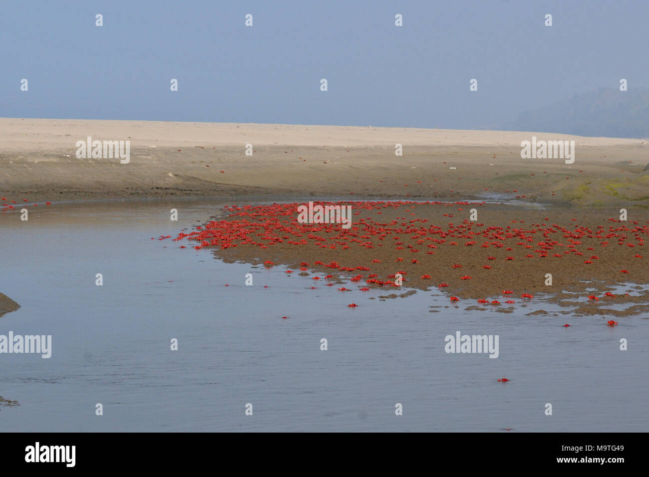 COX'S BAZAR, LE BANGLADESH- 01 JANVIER 2016 : Un crabe rouge sont spécialement vu près de Inani mer plage de Cox's Bazar, le Bangladesh le 01 janvier 2016. Banque D'Images