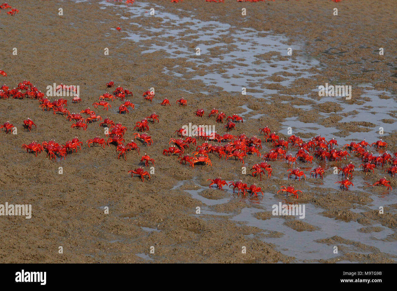 COX'S BAZAR, LE BANGLADESH- 01 JANVIER 2016 : Un crabe rouge sont spécialement vu près de Inani mer plage de Cox's Bazar, le Bangladesh le 01 janvier 2016. Banque D'Images