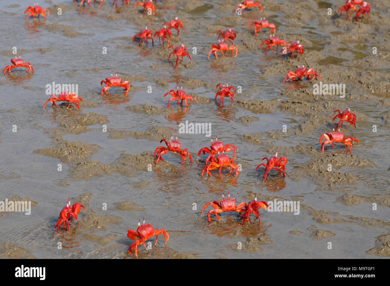 COX'S BAZAR, LE BANGLADESH- 01 JANVIER 2016 : Un crabe rouge sont spécialement vu près de Inani mer plage de Cox's Bazar, le Bangladesh le 01 janvier 2016. Banque D'Images