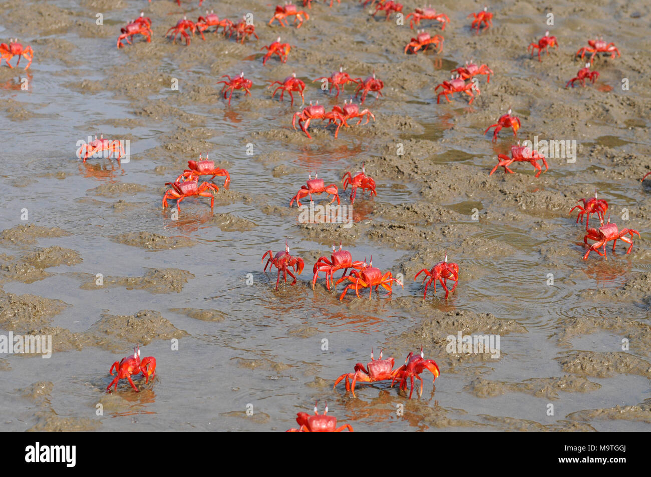 COX'S BAZAR, LE BANGLADESH- 01 JANVIER 2016 : Un crabe rouge sont spécialement vu près de Inani mer plage de Cox's Bazar, le Bangladesh le 01 janvier 2016. Banque D'Images