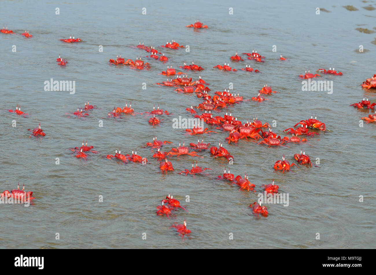 COX'S BAZAR, LE BANGLADESH- 01 JANVIER 2016 : Un crabe rouge sont spécialement vu près de Inani mer plage de Cox's Bazar, le Bangladesh le 01 janvier 2016. Banque D'Images
