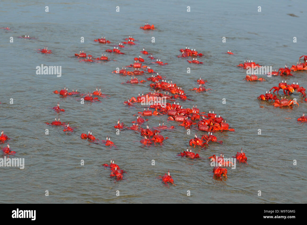 COX'S BAZAR, LE BANGLADESH- 01 JANVIER 2016 : Un crabe rouge sont spécialement vu près de Inani mer plage de Cox's Bazar, le Bangladesh le 01 janvier 2016. Banque D'Images