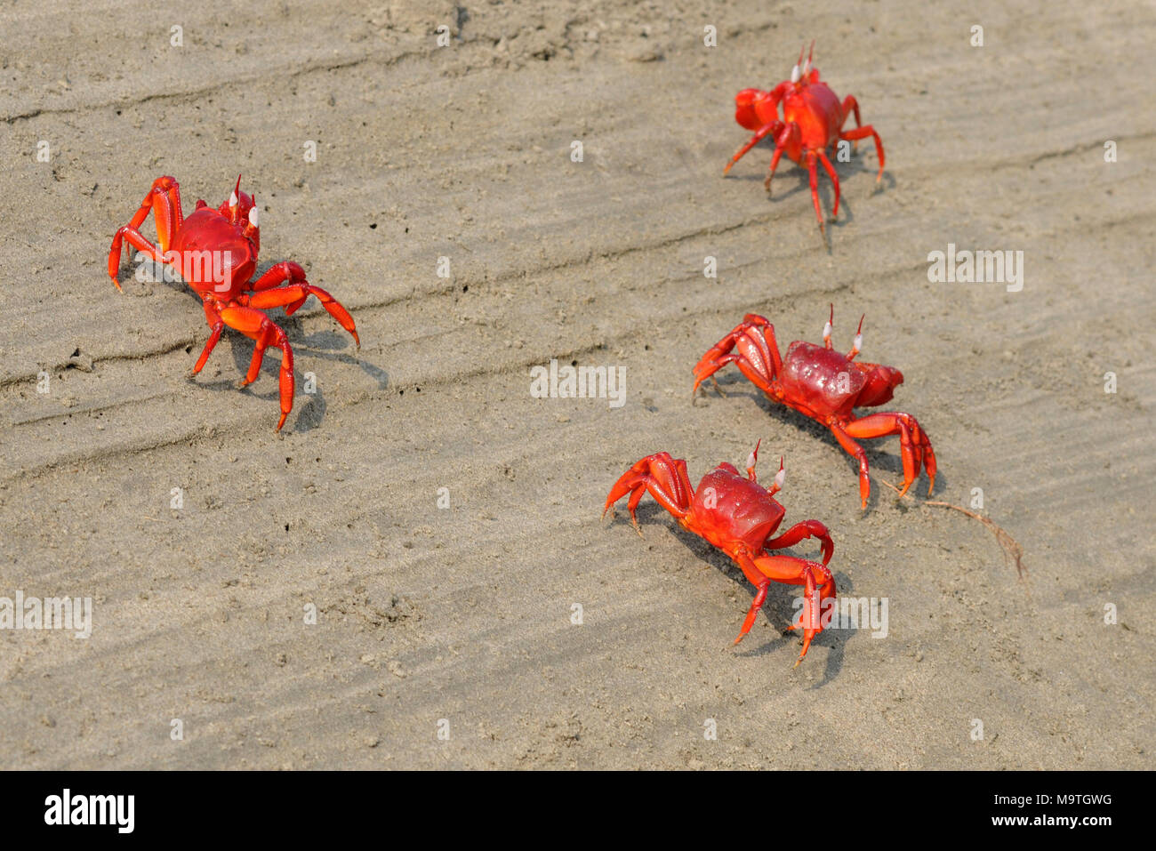 COX'S BAZAR, LE BANGLADESH- 01 JANVIER 2016 : Un crabe rouge sont spécialement vu près de Inani mer plage de Cox's Bazar, le Bangladesh le 01 janvier 2016. Banque D'Images