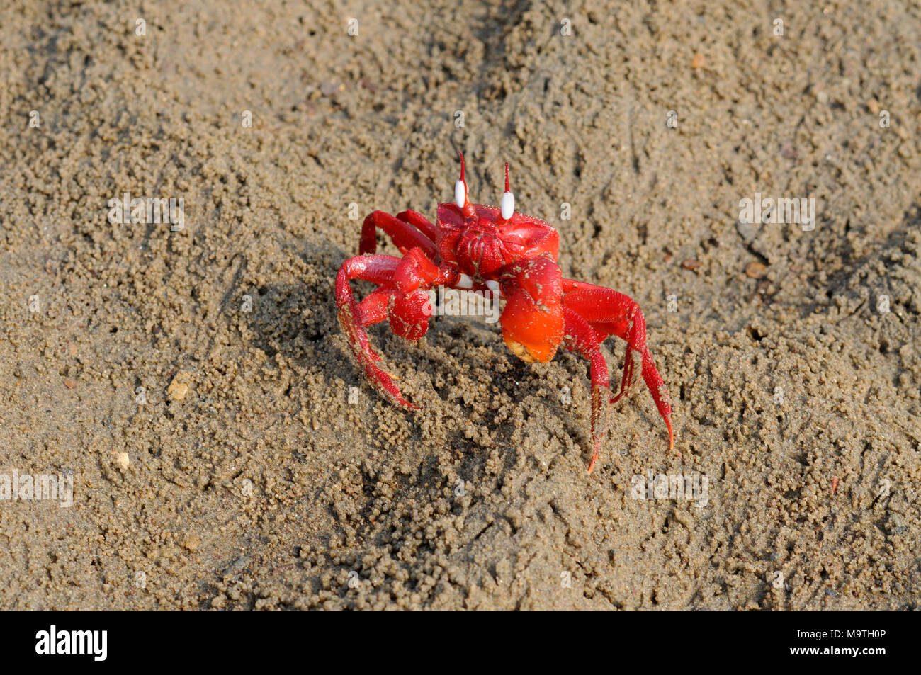 COX'S BAZAR, LE BANGLADESH- 01 JANVIER 2016 : Un crabe rouge sont spécialement vu près de Inani mer plage de Cox's Bazar, le Bangladesh le 01 janvier 2016. Banque D'Images