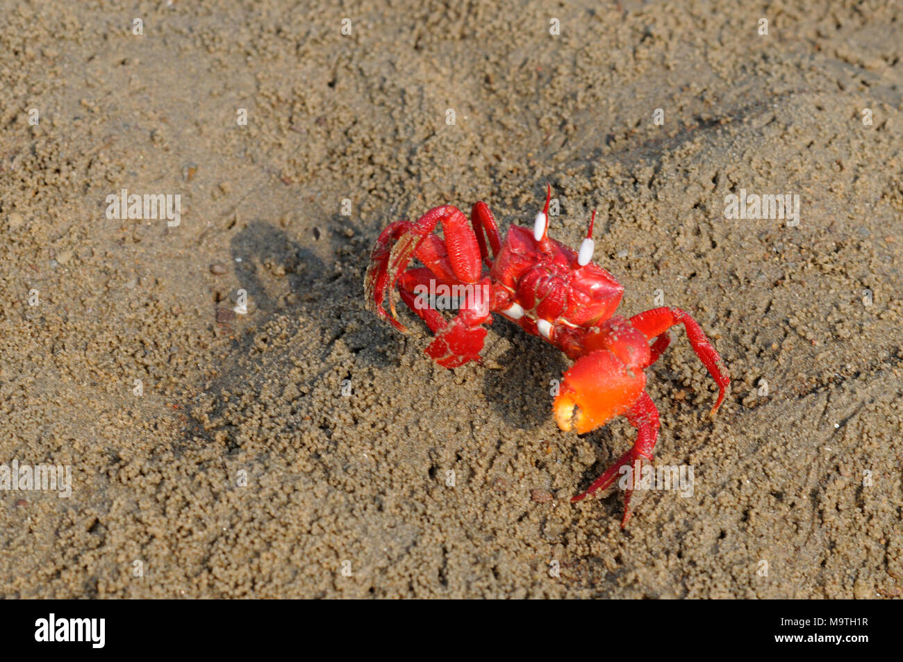 COX'S BAZAR, LE BANGLADESH- 01 JANVIER 2016 : Un crabe rouge sont spécialement vu près de Inani mer plage de Cox's Bazar, le Bangladesh le 01 janvier 2016. Banque D'Images