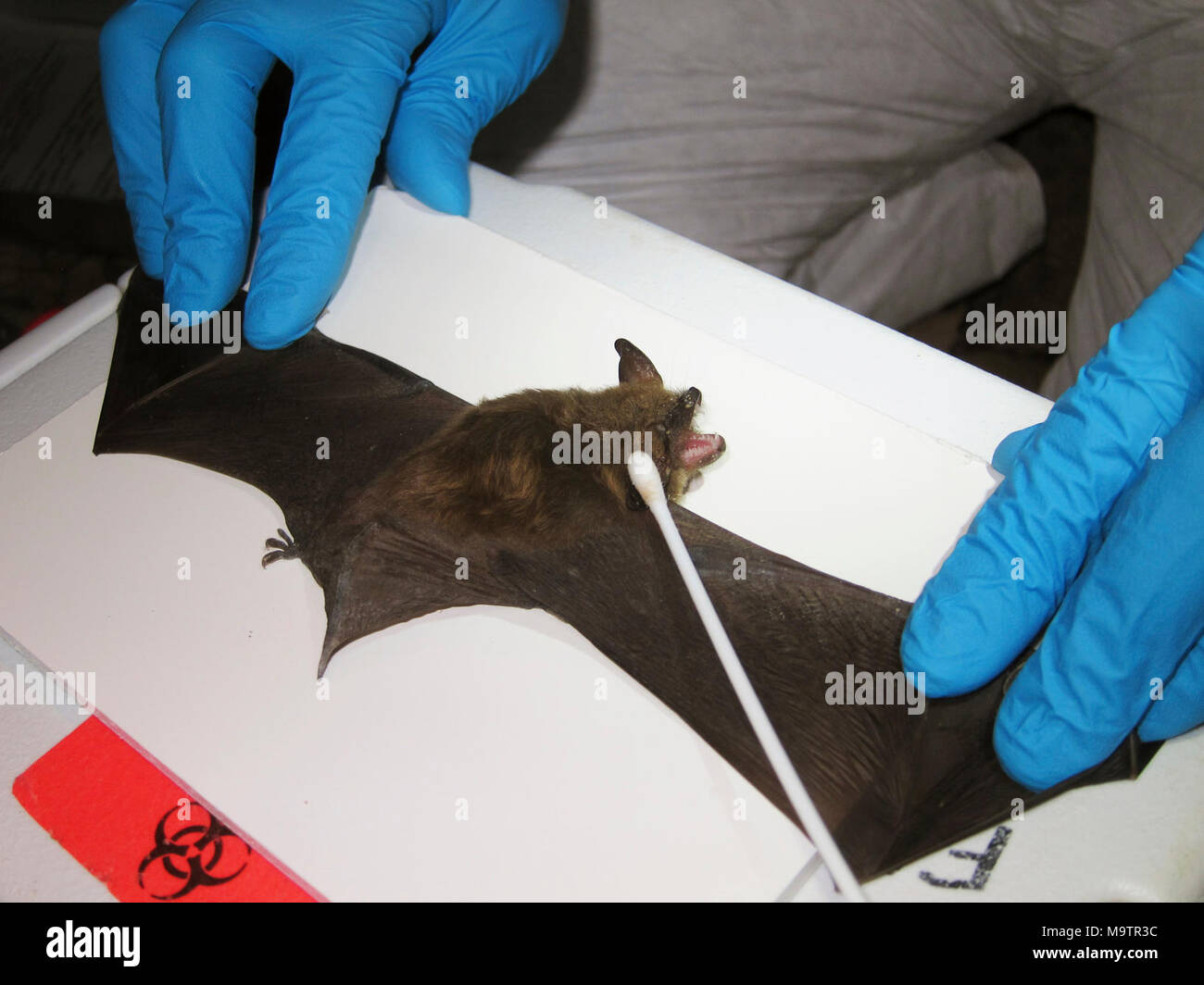 Les chercheurs recueillent des échantillons d'un coton-tige le nord de long-eared Bat avec. Les chercheurs recueillent des échantillons d'un coton-tige le nord de long-eared Bat avec Banque D'Images