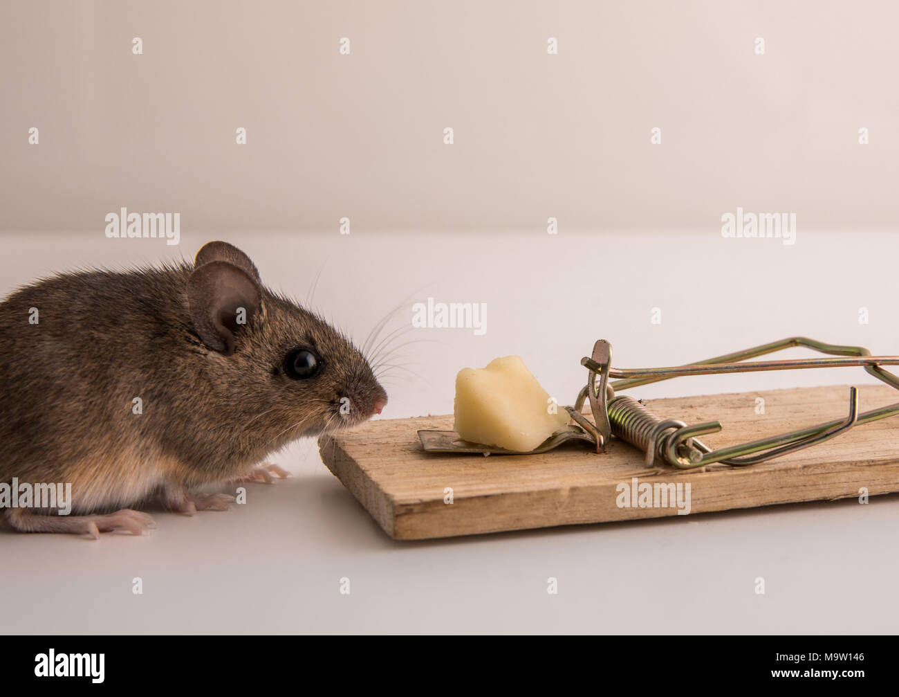 Vue latérale d'un petit, mignon, souris bois Apodemus sylvaticus, reniflant de fromage sur l'appât sur un piège à souris, de lutte contre les ravageurs Banque D'Images