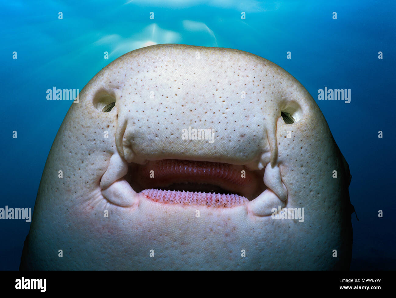 Face inférieure d'un Requin zèbre (Stegostoma fasciatum) montrant la bouche, dents, barbillons, ampoules de lorenzini (détecteurs électriques naturelles situé dans la il Banque D'Images