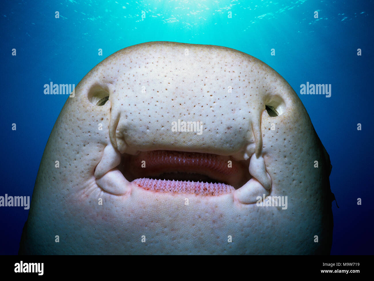 Face inférieure d'un Requin zèbre (Stegostoma fasciatum) montrant la bouche, dents, barbillons, ampoules de lorenzini (détecteurs électriques naturelles situé dans la il Banque D'Images