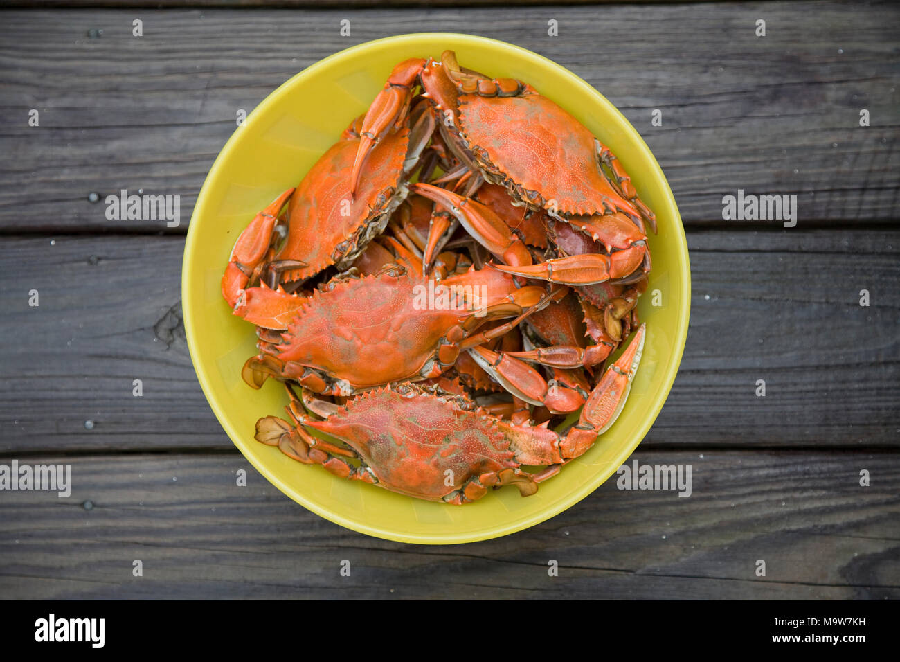 Floride crabes bleus récoltés à l'Homosassa River dans le comté de Citrus, en Floride, devient rouge vif après la cuisson. Banque D'Images