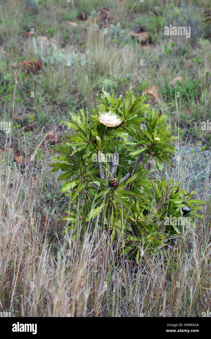 Protea sugarbush suicurbos poussent à l'état sauvage dans le Parc National Kruger, Mpumalanga, Afrique du Sud, près de la frontière du Mozambique Banque D'Images