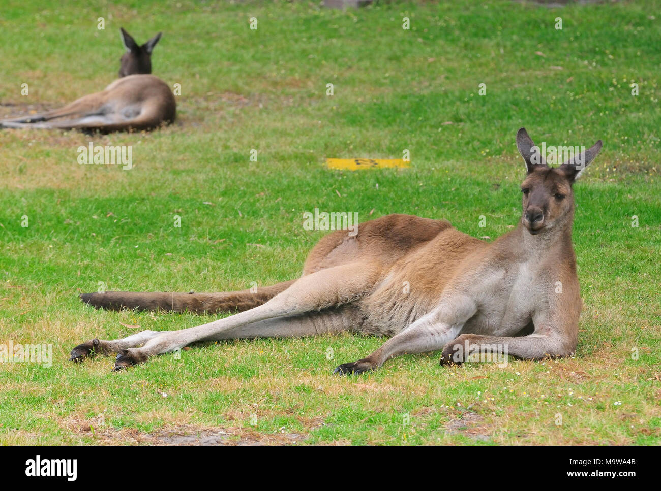 Grand kangourou gris occidental mâle photographié se lassant sur un terrain de camp ste dans la ville du Danemark, en Australie-Occidentale du Sud Banque D'Images