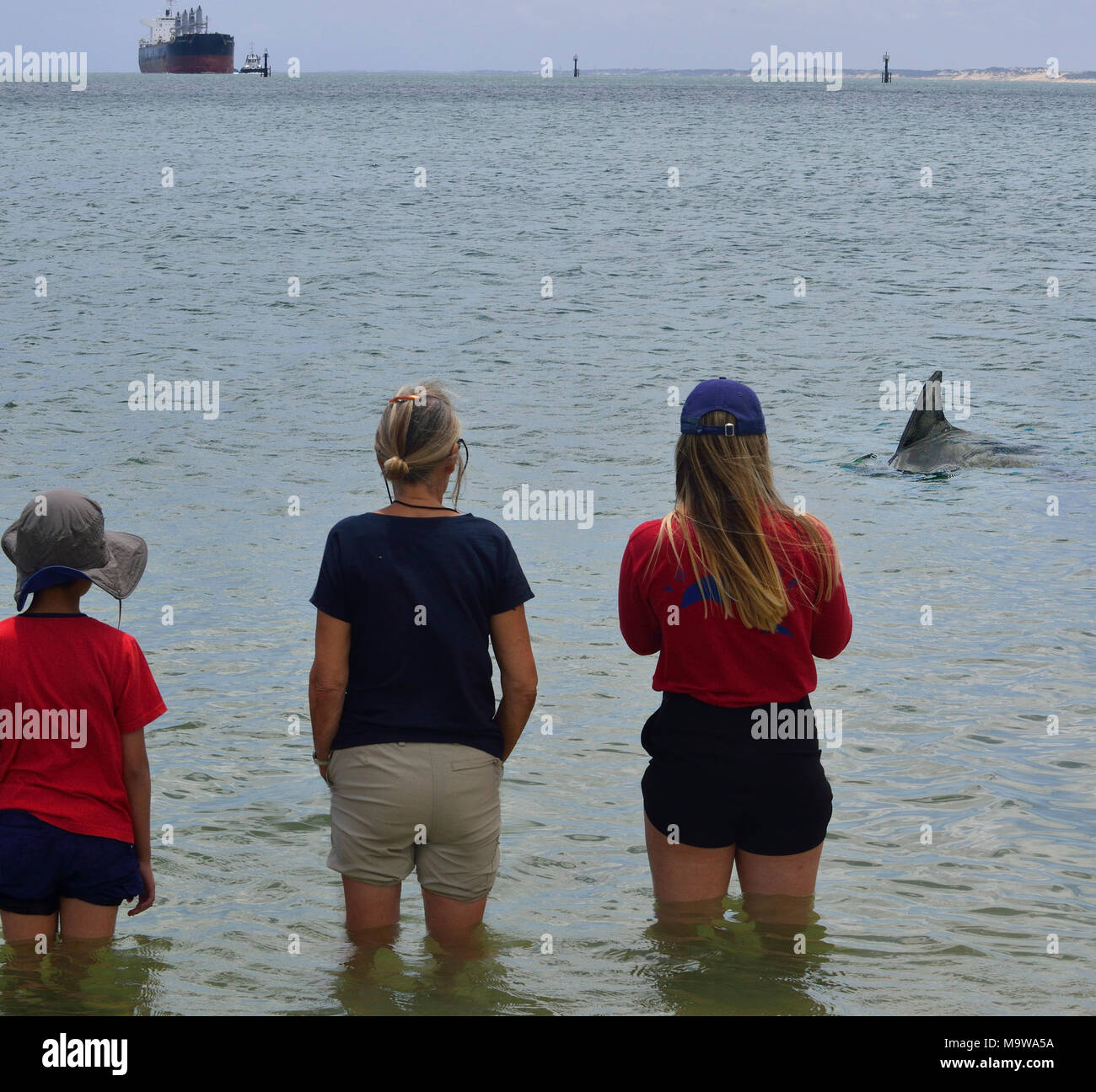 Trois touristes regarder un dauphin en arrivant au bord de l'eau au Dolphin Discovery Centre, Koombana Drive, Bunbury, au sud ouest de l'Australie Banque D'Images