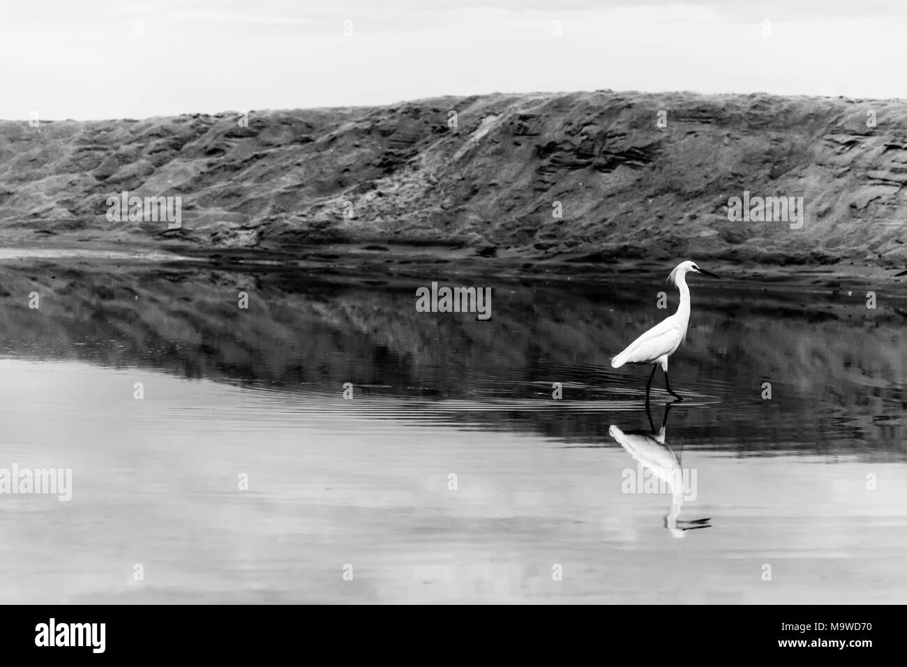 Floripa, au Brésil. Janvier, 2018.héron blanc sur une flaque d'eau pleine de réflexions du sable et le ciel près de la mer. Tourné en noir et blanc. Banque D'Images