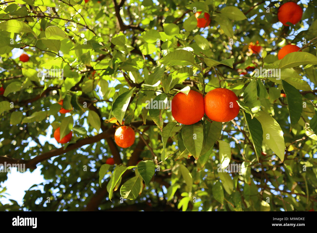 Oranges mûres suspendu à un arbre, la lumière du soleil sur les fruits et les feuilles, Séville Banque D'Images
