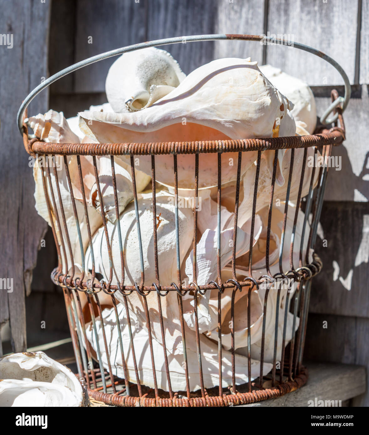 Grand panier en fil tenant un assortiment de coquillages Banque D'Images