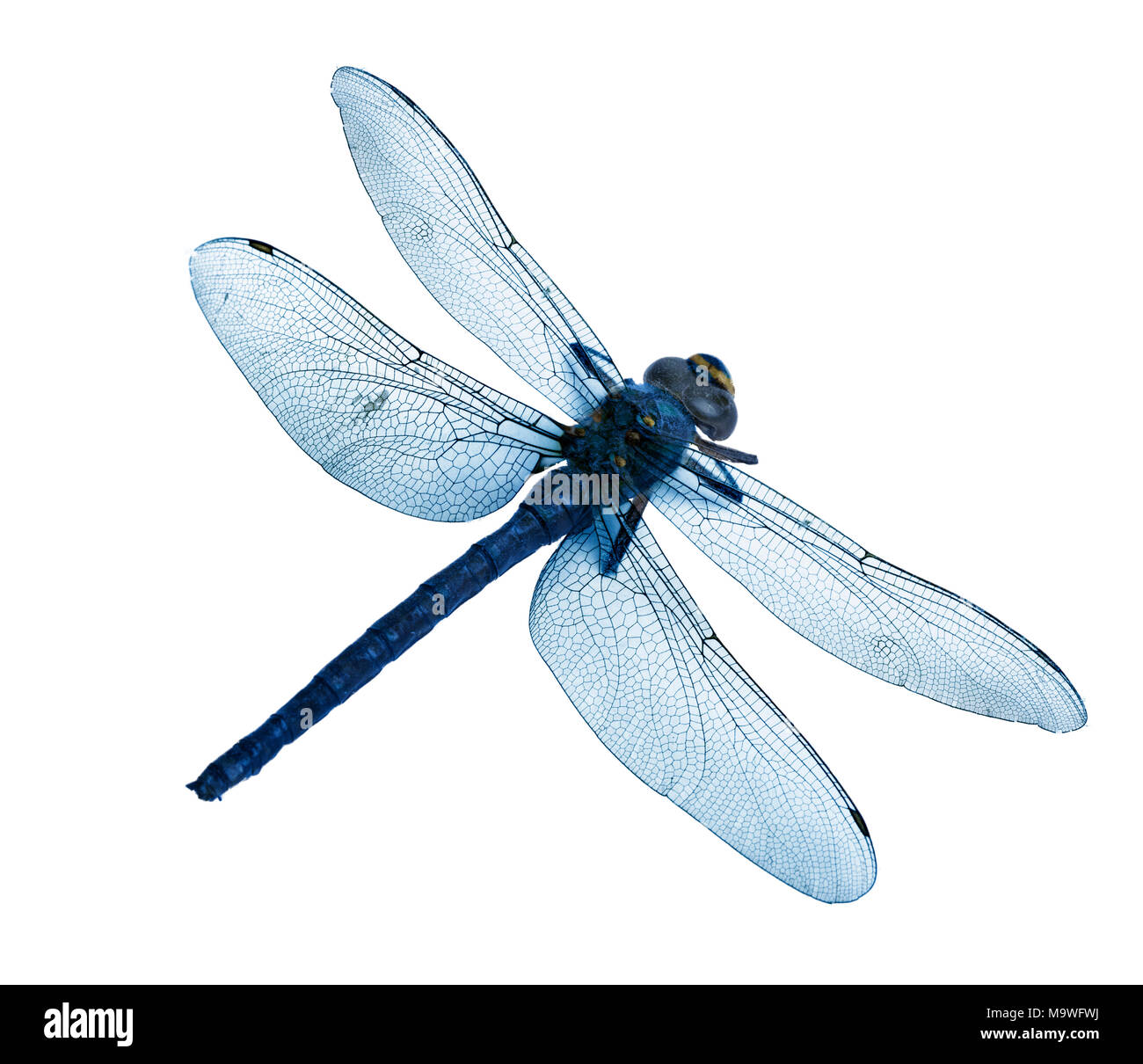 Flatlay de beau bleu libellule isolé sur fond blanc, haute résolution Banque D'Images