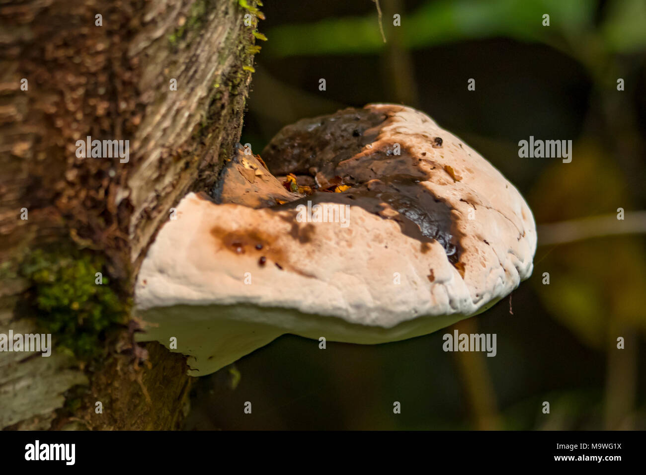 Fomitopsis pinicola, Brown pourriture friable dans Kahurangi National Park, South Island, New Zealand Banque D'Images