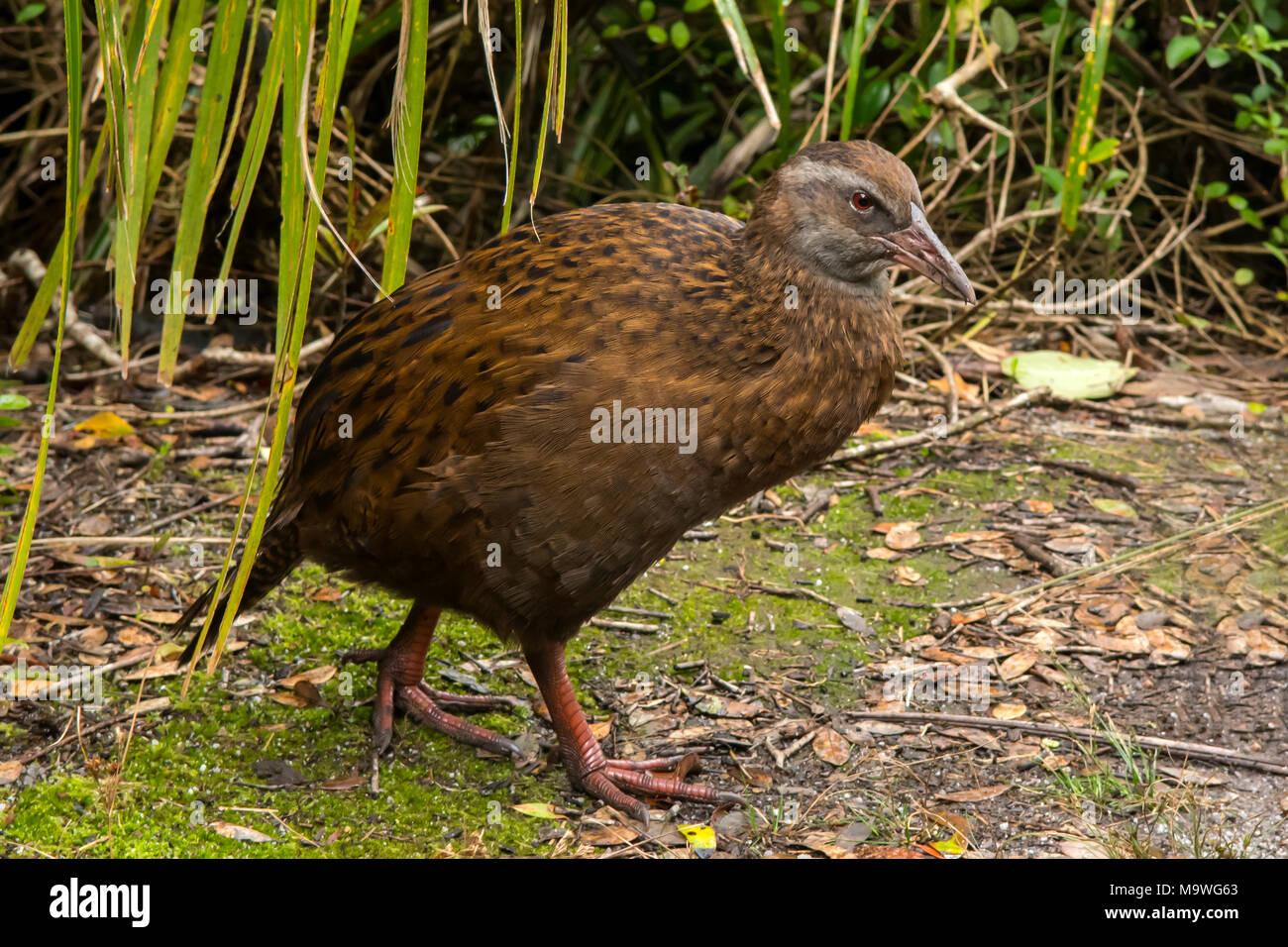 Gallirallus australis Weka, dans le parc national de Kahurangi, île du Sud, Nouvelle-Zélande Banque D'Images