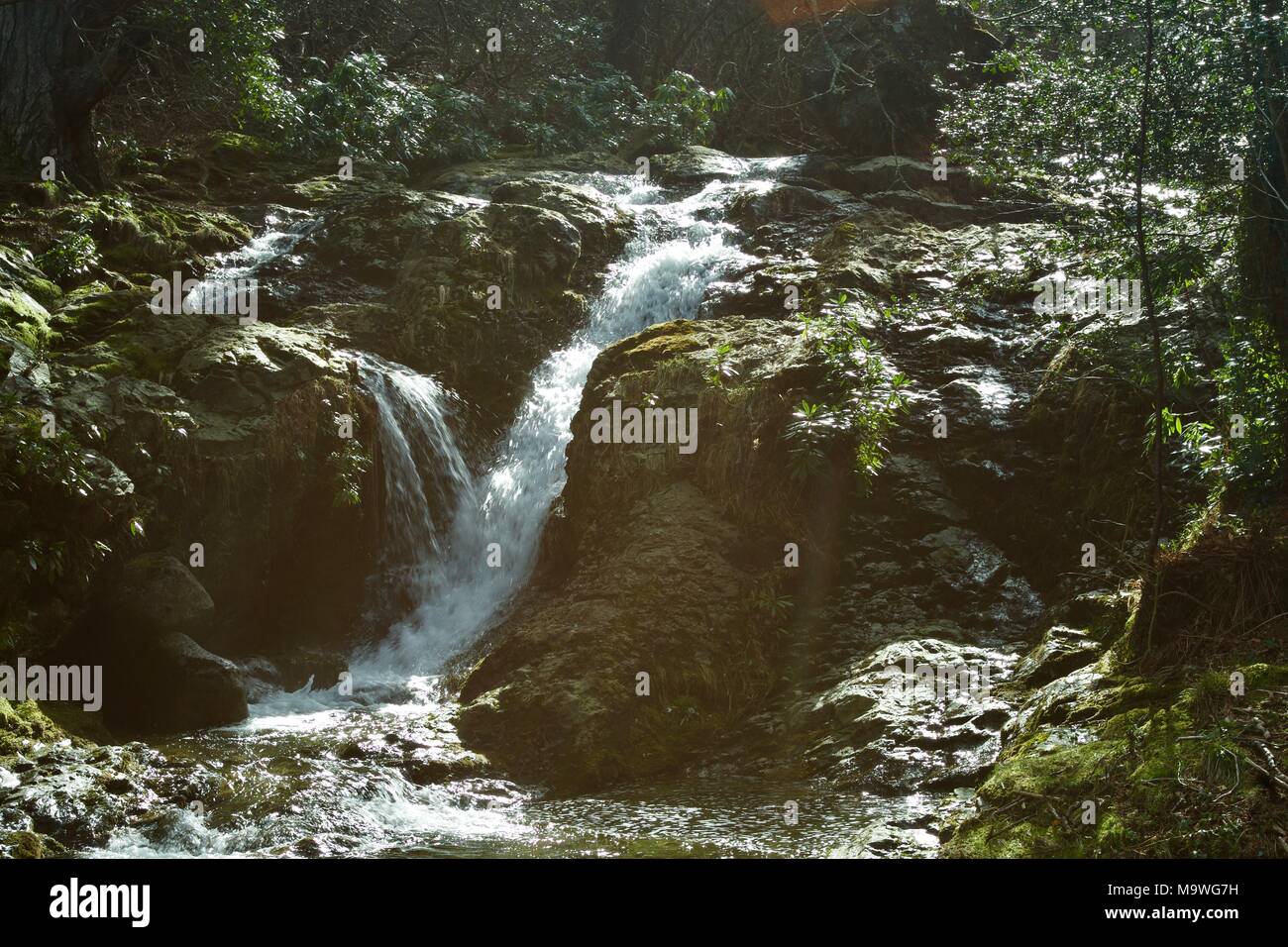 Une cascade dans une forêt. Banque D'Images